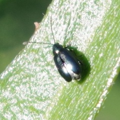Aphthona nonstriata