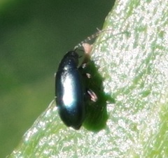 Aphthona nonstriata