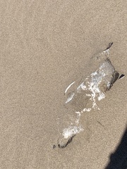 Spheniscus magellanicus