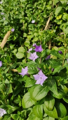 Vinca difformis