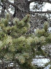Picea glauca