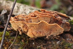 Metuloidea murashkinskyi