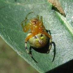 Araneus apricus