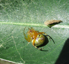 Araneus apricus