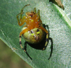Araneus apricus