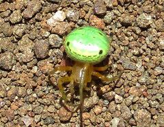 Araneus apricus