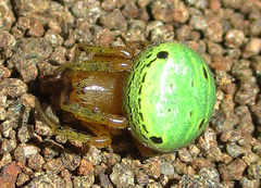 Araneus apricus