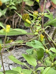 Bidens discoidea