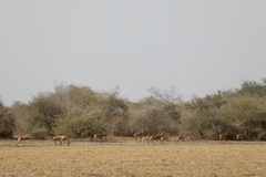 Alcelaphus buselaphus lelwel