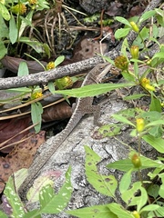 Bidens discoidea