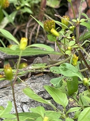 Bidens discoidea