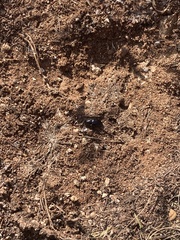Xylocopa californica