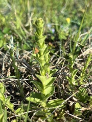 Triodanis perfoliata