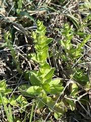 Triodanis perfoliata