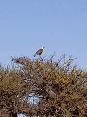 Caracara