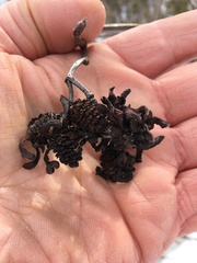 Taphrina robinsoniana