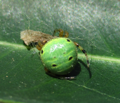Araneus apricus