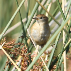 Spartonoica maluroides