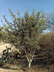 Condalia velutina