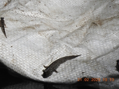 Periophthalmus argentilineatus