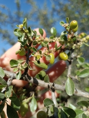 Condalia velutina