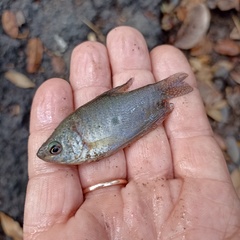 Trichopodus trichopterus