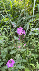 Glandularia canadensis