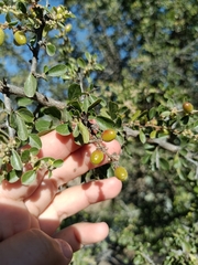 Condalia velutina