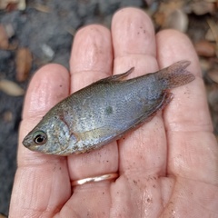 Trichopodus trichopterus