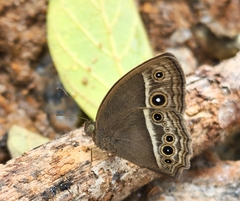 Mycalesis visala