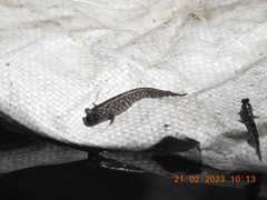 Periophthalmus argentilineatus