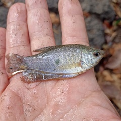 Trichopodus trichopterus