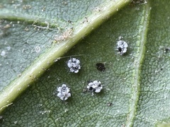 Aleuroplatus coronata