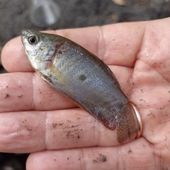 Trichopodus trichopterus