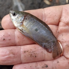 Trichopodus trichopterus