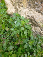 Parietaria judaica