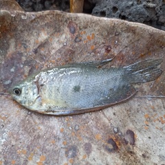 Trichopodus trichopterus