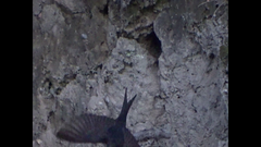 Psalidoprocne pristoptera