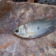 Trichopodus trichopterus