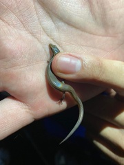 Subdoluseps bowringii