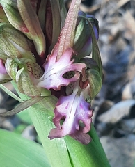 Himantoglossum robertianum