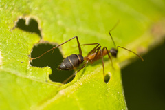 Camponotus lespesii