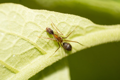 Camponotus lespesii