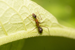 Camponotus lespesii