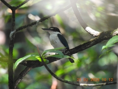 Todiramphus chloris davisoni