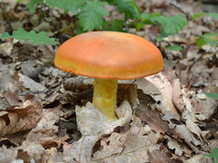 Amanita caesarea