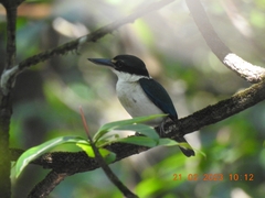 Todiramphus chloris davisoni