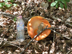 Amanita caesarea