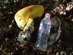 Amanita caesarea