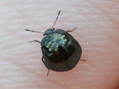 Coptosoma scutellatum